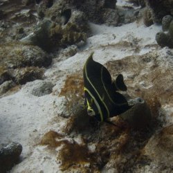 Bonaire 2011 - 011