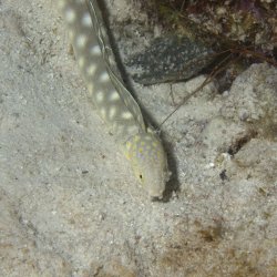 Bonaire 2011 - 114