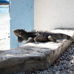 Bonaire 2013 web - 06