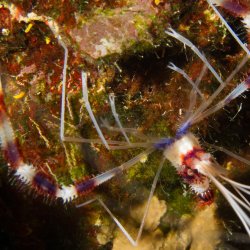 Bonaire 2013 web - 10