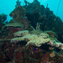 Bonaire 2013 web - 11