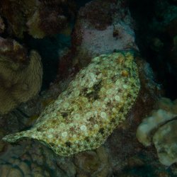 Bonaire 2013 web - 15highlight