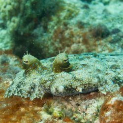 Bonaire 2013 web - 16