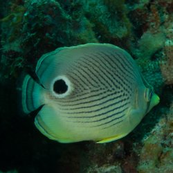 Bonaire 2013 web - 21