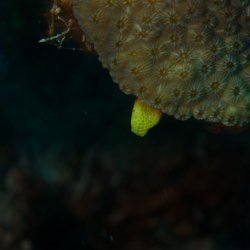 Bonaire 2013 web - 22