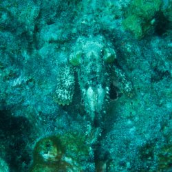 Bonaire 2013 web - 24