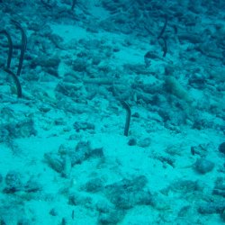 Bonaire 2013 web - 30