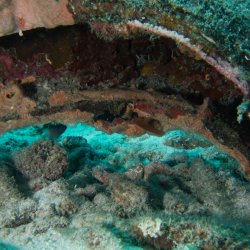 Bonaire 2013 web - 31