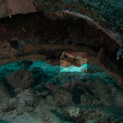 Bonaire 2013 web - 31highlight