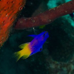 Bonaire 2013 web - 39