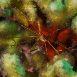 Bonaire 2013 web - 40