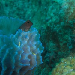 Bonaire 2013 web - 43