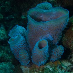 Bonaire 2013 web - 44