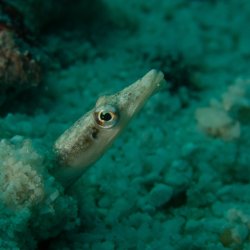 Bonaire 2013 web - 45