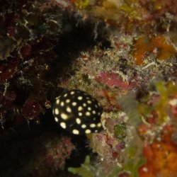 Bonaire 2013 web - 47