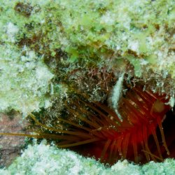 Bonaire 2013 web - 50