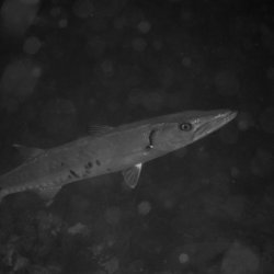 Bonaire 2013 web - 51