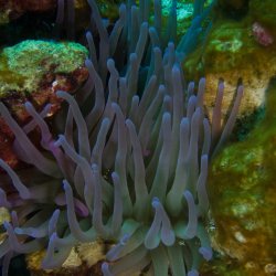 Bonaire 2013 web - 52