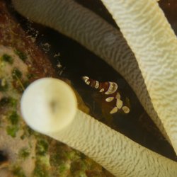 Bonaire 2013 web - 53