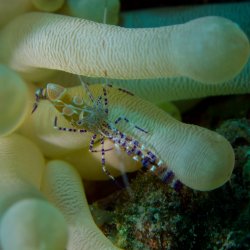 Bonaire 2013 web - 54