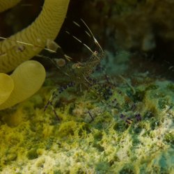 Bonaire 2013 web - 55