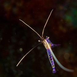 Bonaire 2013 web - 56