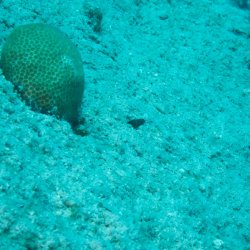 Bonaire 2013 web - 57