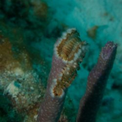 Bonaire 2013 web - 59