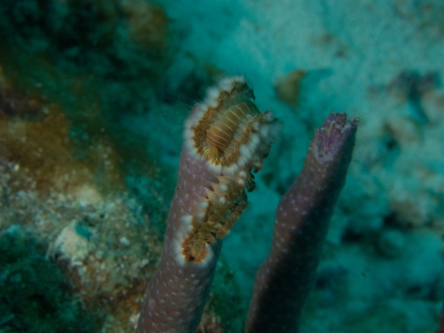 Bonaire 2013 web - 59