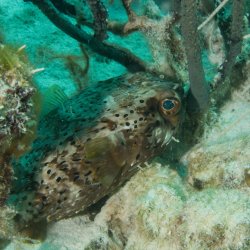 Bonaire 2013 web - 60