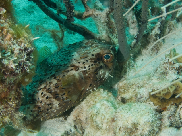 Bonaire 2013 web - 60