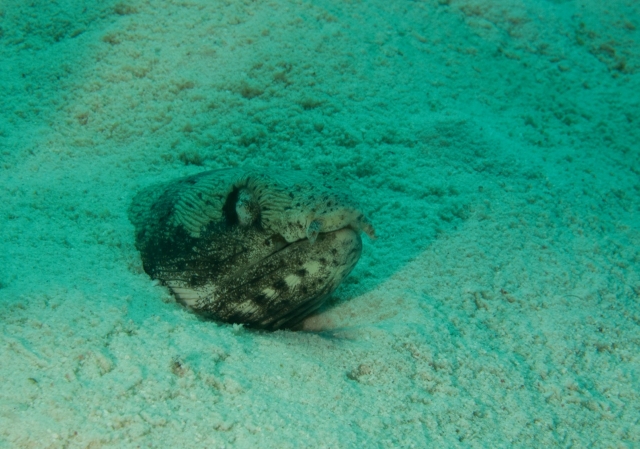 Bonaire 2013 web - 61