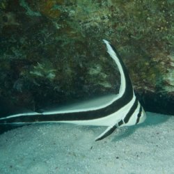 Bonaire 2013 web - 62