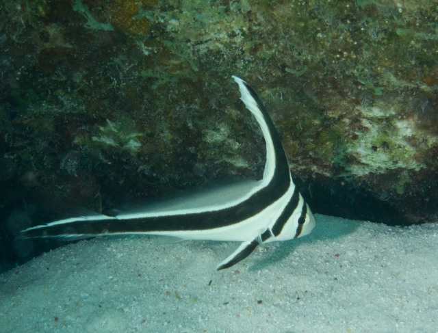 Bonaire 2013 web - 62