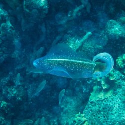 Bonaire 2013 web - 65