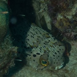 Bonaire 2013 web - 67