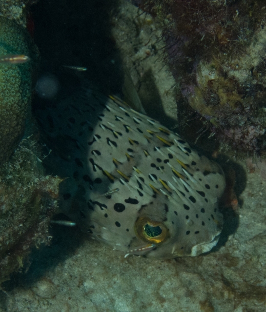 Bonaire 2013 web - 67