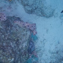 Bonaire 2013 web - 68