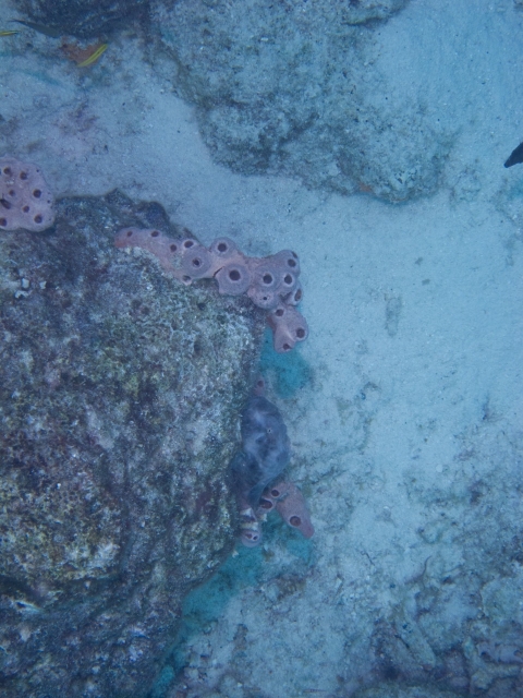 Bonaire 2013 web - 68