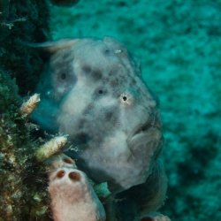 Bonaire 2013 web - 69