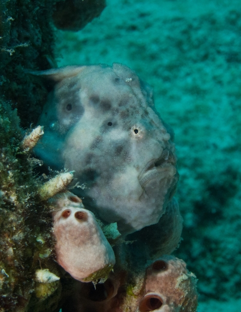 Bonaire 2013 web - 69