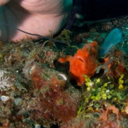 Indonesia 2010 - 024