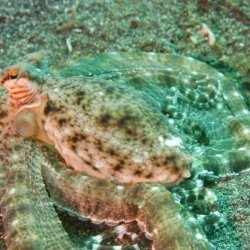 Indonesia 2010 - 087