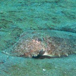 Indonesia 2010 - 089