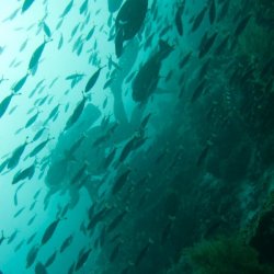 Indonesia 2010 - 193