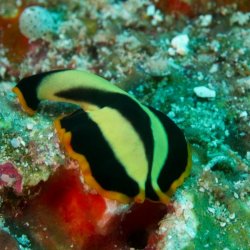 Indonesia 2010 - 219