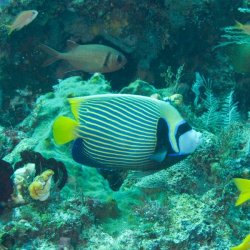 Indonesia 2010 - 224