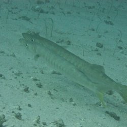 Indonesia 2010 - 234