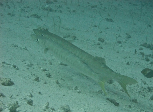 Indonesia 2010 - 234