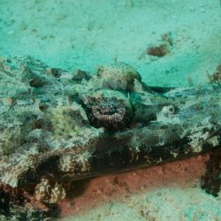 Indonesia 2010 - 243